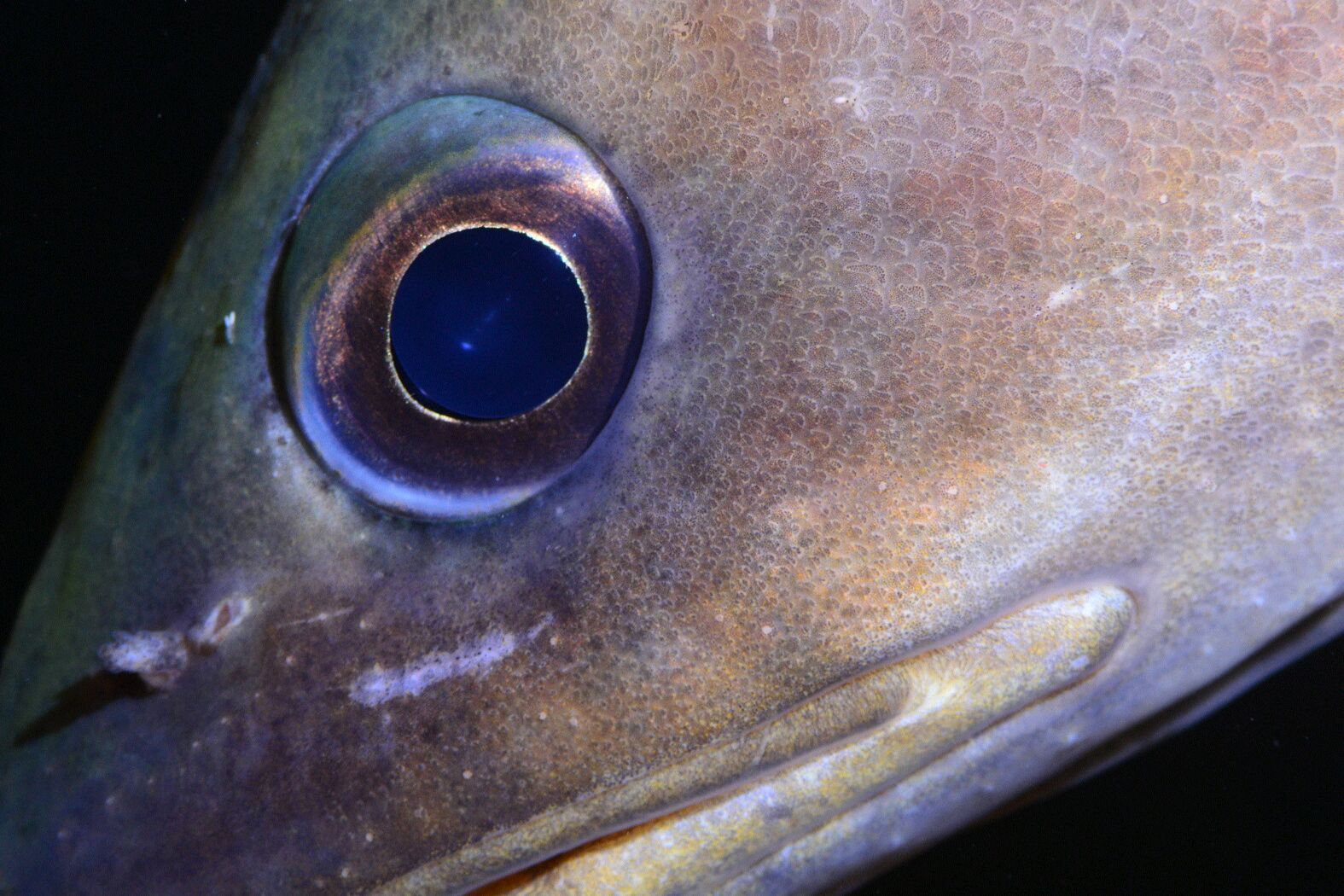 XXVI Campeonato de España de Fotografía Submarina NAFOSUB – 2014